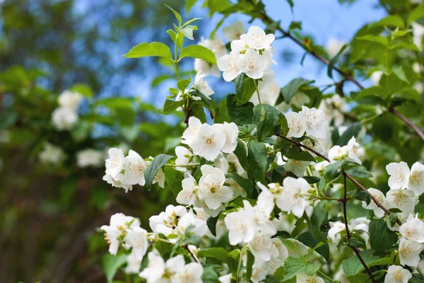 Une branche de Jasmin avec beaucoup de fleurs contre un ciel bleu sélectif focus — Photo