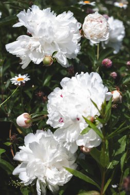 Koyu yeşil yapraklı bir arka plana karşı birkaç beyaz, tam gelişmiş şakayık.