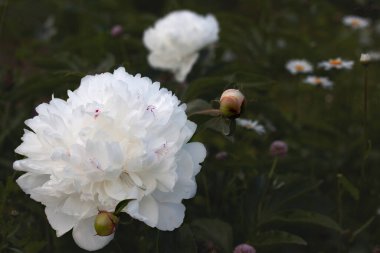 Çiçekler yemyeşil, tomurcuklar ise koyu yeşil yapraklara karşı.