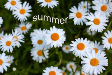 Yazın yeşil arka planda bir sürü parlak beyaz papatya