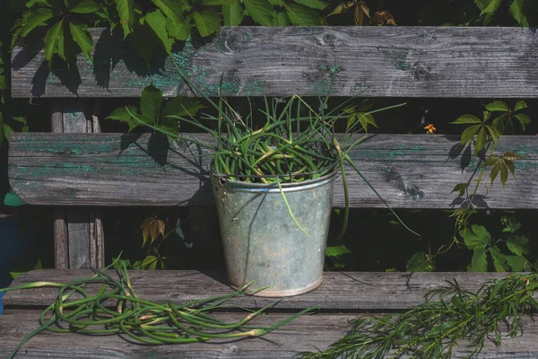 Green arrows of garlic in a bucket stand on a wooden bench, on top of green leaves of wild grapes — Stock Photo, Image