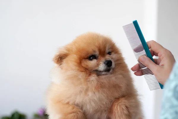 En liten apelsin pommerska fäste öronen bredvid en hand med en kam frisörsalong för hundar — Stockfoto