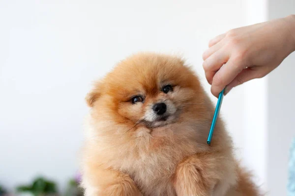 Un petit Poméranien est peigné par un chien Barbier avec un peigne bleu — Photo