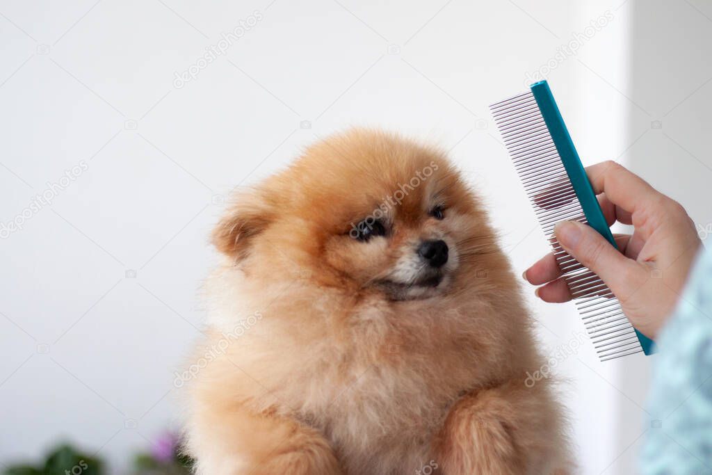 A small orange Pomeranian pinned its ears next to a hand with a comb hair salon for dogs