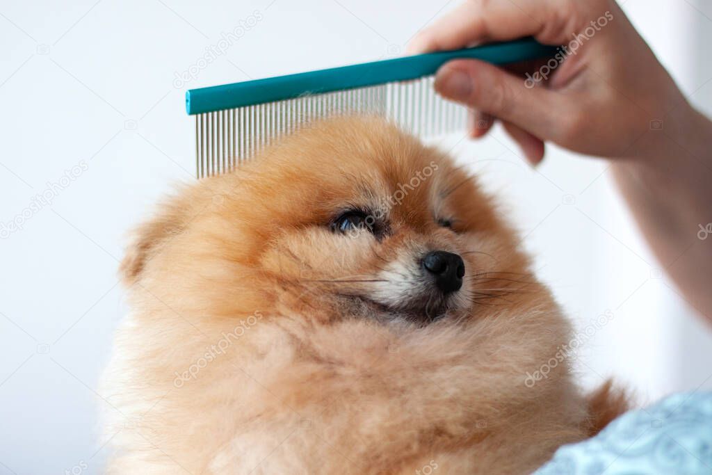 Close up of the head of a small orange Pomeranian with a beautiful coat the upper arm of a Pomeranian with a comb
