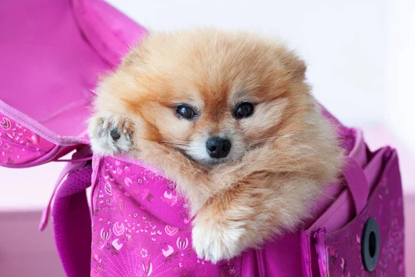 Pembe okul çantasının içinde küçük turuncu bir köpek oturuyor..