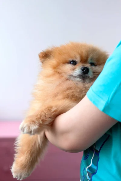 Um lindo cão laranja Pomeranian é realizada nos braços — Fotografia de Stock