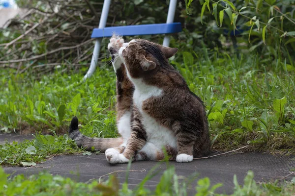 Un gato canoso con manchas blancas estira la pata trasera y la lame — Foto de Stock