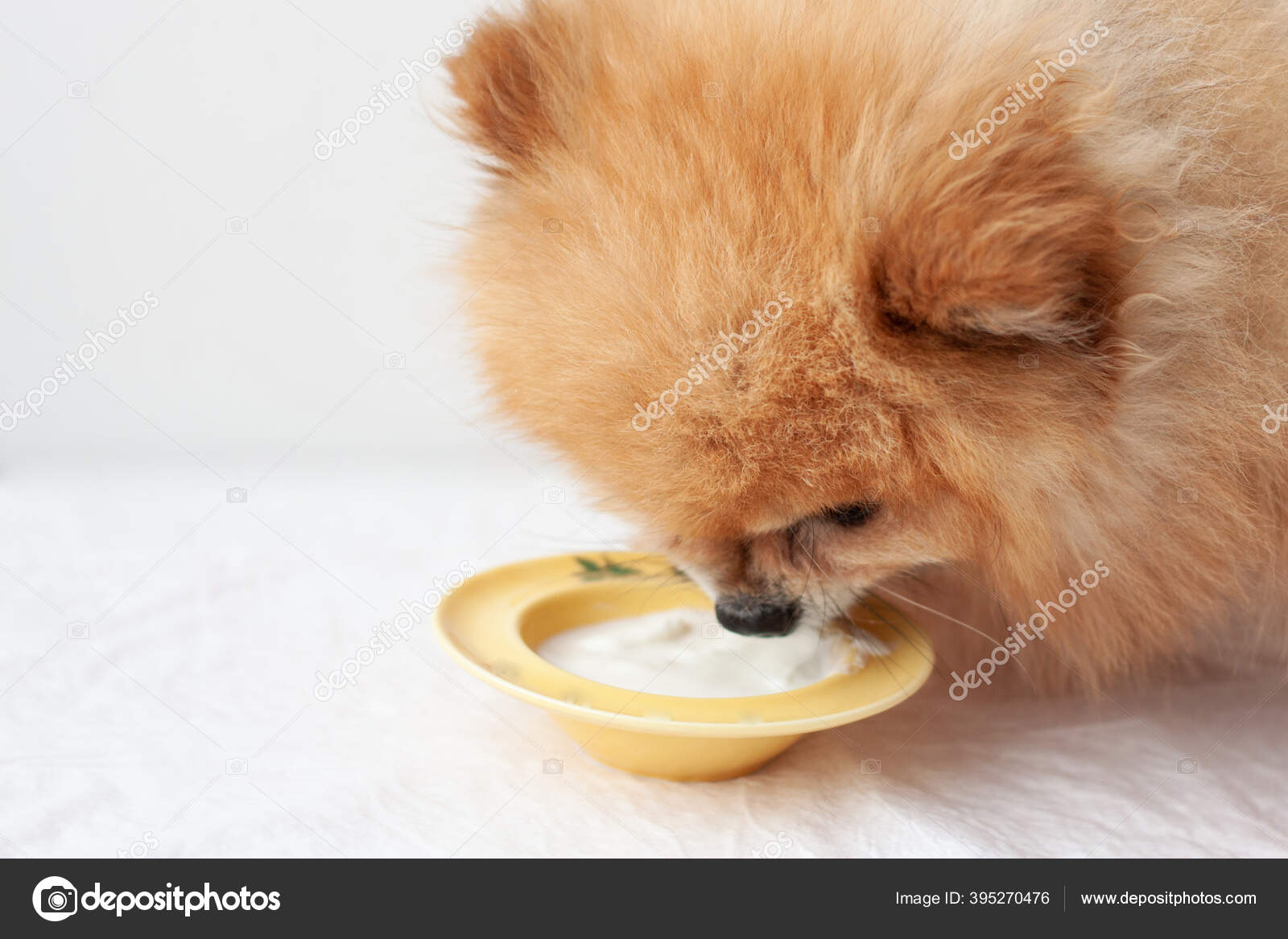 Pomeranian food 2025 to eat