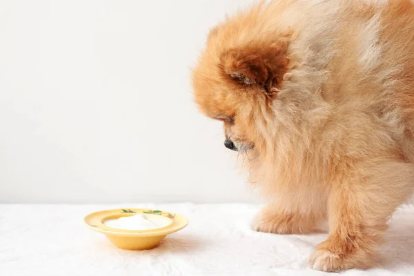Küçük köpek, Pomeranian sarı bir yoğurdun önünde duruyor ve ona bakıyor..