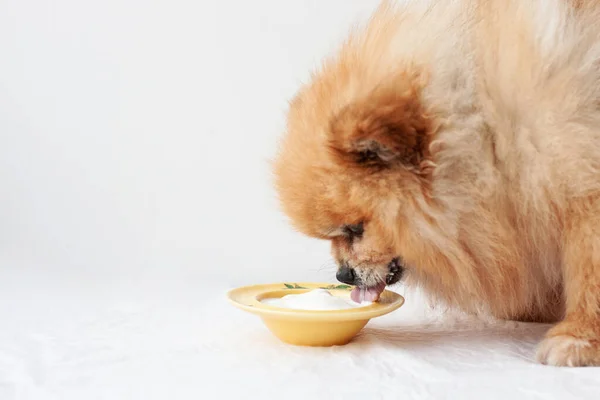 Küçük bir köpek, bir Pomeranian, sarı bir yoğurdun yanında duruyor ve ondan yiyor..