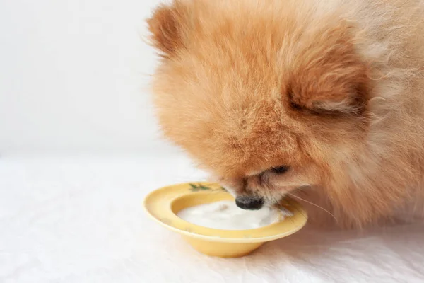 Yoğurtlu sarı kase ve Pomeranya soslu küçük bir köpeğin kafası. Köpek yoğurt yiyor..