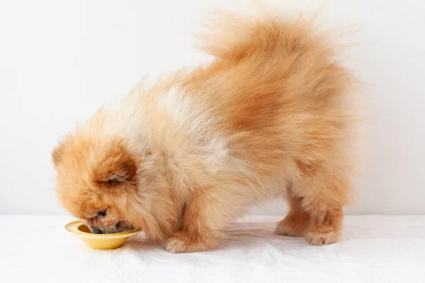 Petit Chien Poméranien Tient Côté Bol Jaune Yaourt Mange Vue — Photo