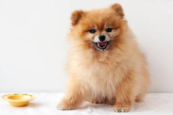 Küçük bir köpek, bir Pomeranian, sarı bir kasenin yanında oturuyor, yemek yiyor ve dudaklarını yalıyor, kameraya bakıyor..