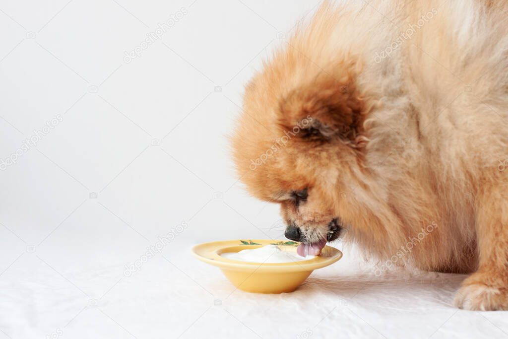 A small dog, a Pomeranian, stands near a yellow bowl of yogurt and eats from it.
