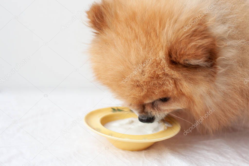 Yellow bowl with yogurt and the head of a small dog Pomeranian close-up, the dog eats yogurt.