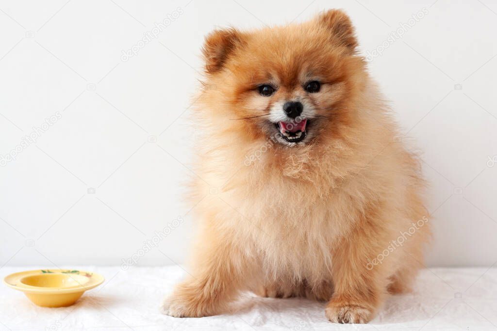 A small dog, a Pomeranian, is sitting next to a yellow bowl, she has eaten and is licking her lips, looking at the camera.