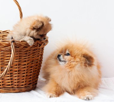 Samur bir Pomeranya köpeği sepette oturur ve yetişkin bir Pomeranya 'lıya bakar. Birbirlerine bakarlar.