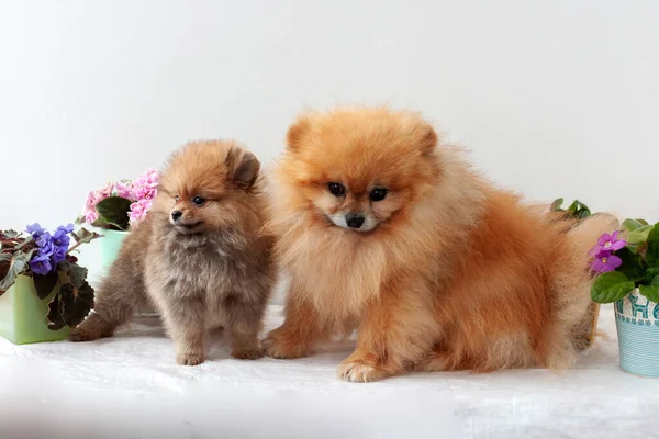 Yetişkin bir erkek ve turuncu bir Pomeranian köpek yavrusu beyaz arka planda pembe ve leylak menekşelerinin arka planında dururlar.