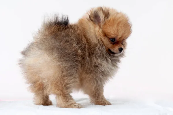 Pup Pomeranian sable peludo fica do lado direito, urso Boo, olha para um fundo branco — Fotografia de Stock