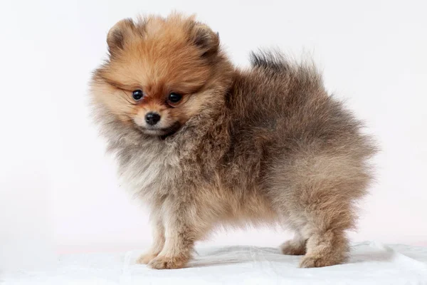 Pup Pomeranian sable peludo se encuentra lado izquierdo, oso Boo, mirando a la cámara, sobre un fondo blanco — Foto de Stock
