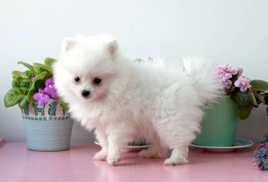 İki aylık küçük beyaz bir Pomeranya köpeği menekşelerin yanındaki beyaz arka planda kameraya yan bakıyor..