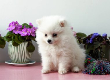 İki aylık küçük beyaz bir Pomeranya köpeği menekşelerin yanındaki beyaz arka planda oturuyor..