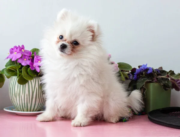 Ein Kleiner Weißer Zwei Monate Alter Pommernwelpe Sitzt Auf Weißem — Stockfoto