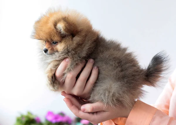 Fluffy Pomeranian Cor Cachorro Sable Vista Lateral Sobre Fundo Branco — Fotografia de Stock