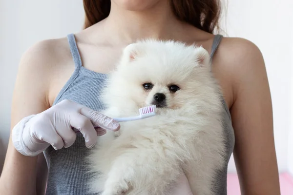 A girl in a gray t-shirt holds a white fluffy Pomeranian in one hand and a small toothbrush in the other, wants to brush the puppy\'s teeth.