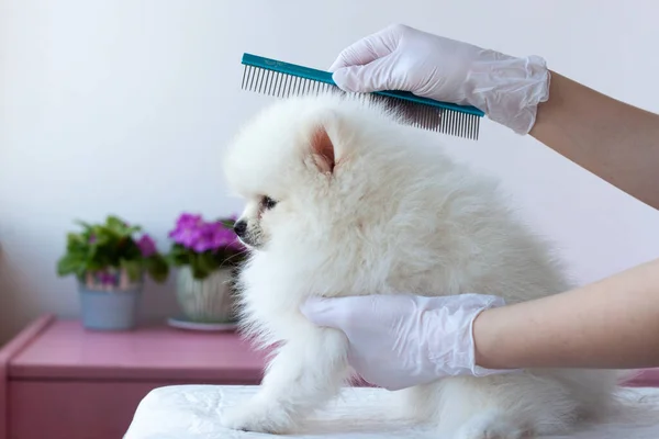 一只白色毛茸茸的波美拉尼亚小狗被一只带着医用手套的蓝色梳子的发牢骚者梳着 小狗侧身坐着 — 图库照片