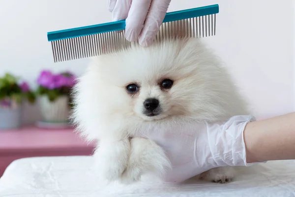 Cachorro Peludo Branco Pomerânia Penteado Por Grummer Com Pente Azul — Fotografia de Stock
