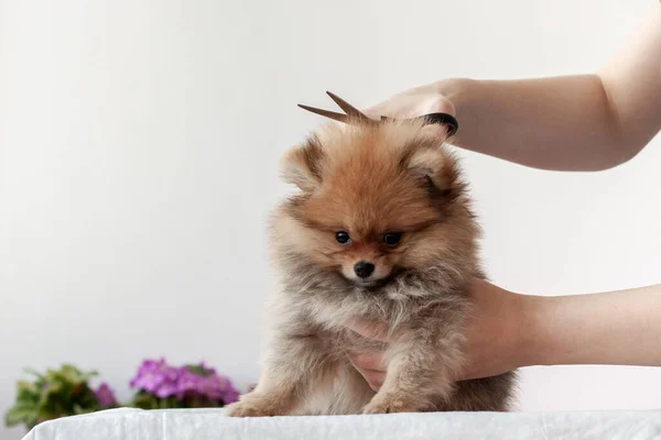 Filhote Cachorro Fofo Pomerânia Cortado Com Par Tesouras Por Grummer — Fotografia de Stock