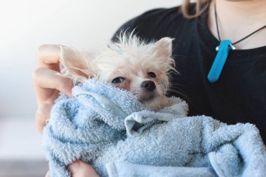 Küçük, beyaz, ıslak, zavallı bir Pomeranya köpeği mavi bir havluya sarılır ve kollarına tutulur.