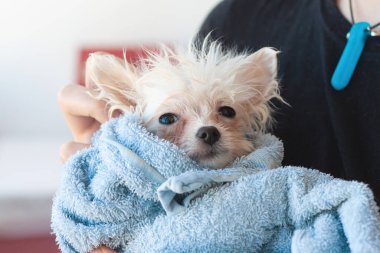 Mavi havluya sarılı küçük, beyaz, ıslak, zavallı Pomeranya köpeği kameraya bakıyor, kollarında.