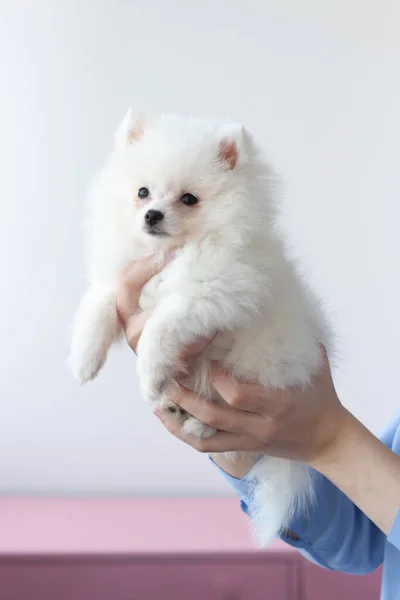 En liten, vit, fluffig Pommerska valp hålls i armarna på en flicka i en blå skjorta på en vit bakgrund — Stockfoto