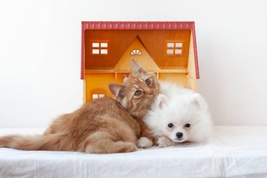 Küçük beyaz tüylü bir Pomeranya yavrusu ve küçük kırmızı bir kedi yavrusu birbirlerine sokulmuş bir oyuncak evde uzanıyorlar. Yavru kedi kafasını yavru köpeğe koyuyor.