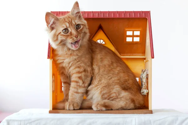 小さな赤い子猫はおもちゃの家に座って、口を開けて舌を舐めています — ストック写真