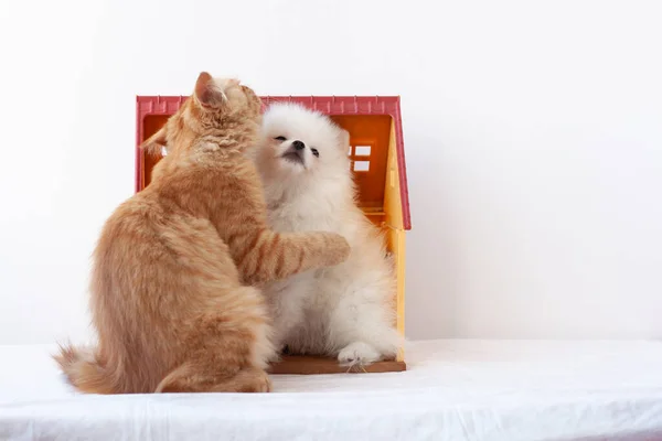 Küçük beyaz tüylü bir Pomeranya köpeği ve küçük kırmızı bir kedi yavrusu oyuncak bir evde oturuyorlar. Yavru kedi pençesiyle köpeğe sarılıyor.