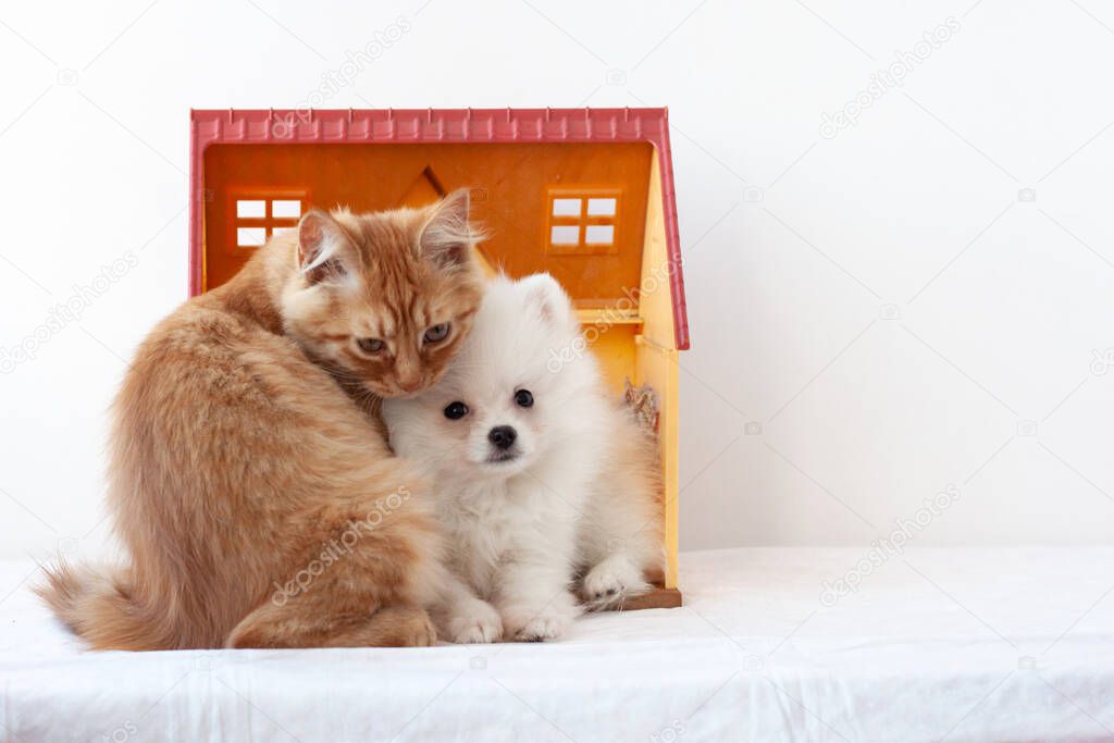 A small white fluffy Pomeranian puppy and a small red kitten are sitting in a toy house, snuggled up to each other