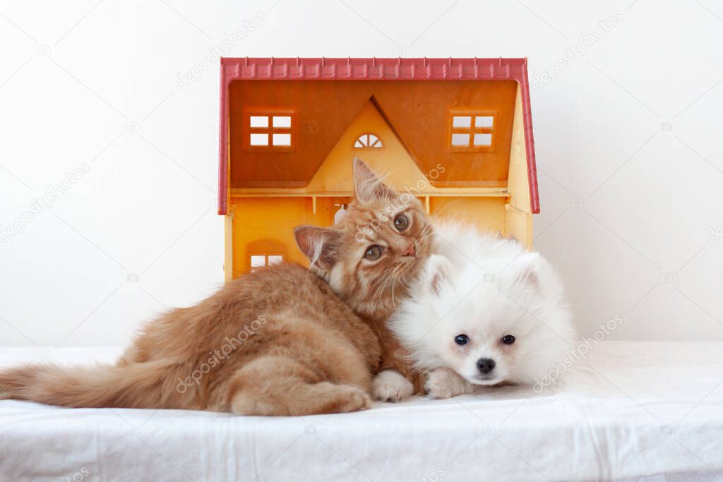 A small white fluffy Pomeranian puppy and a small red kitten are lying in a toy house, snuggled up to each other, the kitten put its head on the puppy