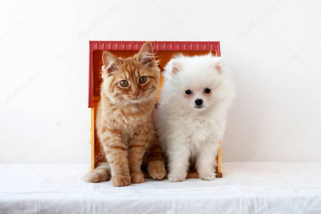 A small white fluffy Pomeranian puppy and a small red kitten sit side by side in a toy house looking at the camera