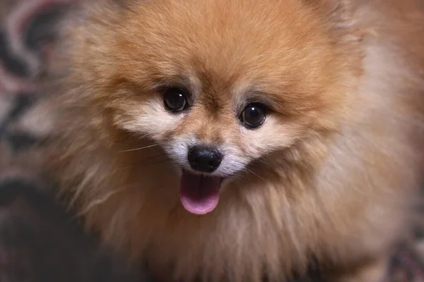 Glad Nosen Hunden Orange Pommerska Närbild Ler Kan Tungan — Stockfoto