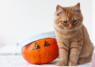 Yeşil gözlü kızıl saçlı bir kedi yavrusu turuncu bir balkabağının yanında oturur, gözleri balkabağının üzerinde çizilir, ve üzerinde tıbbi bir maske vardır. Cadılar Bayramı virüslerden korunur.