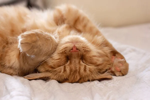 Close-up of the head and paws of a red, sleeping kitten lying on its back — Stock Photo, Image