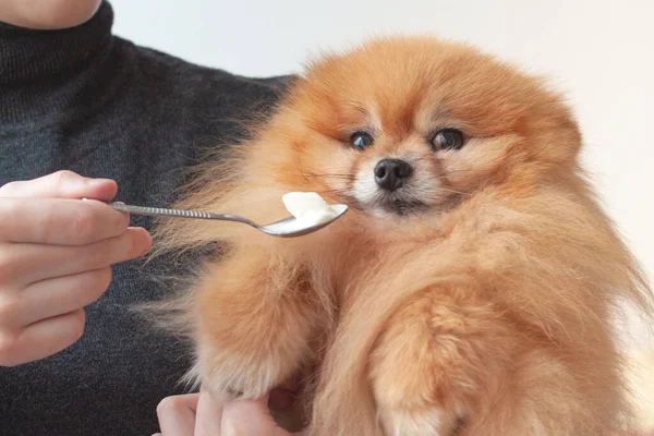 Une fille au col roulé gris tient un petit chien poméranien étonné, moelleux et de couleur orange dans ses bras et tente de le nourrir avec une cuillère. Concept de quoi nourrir votre animal de compagnie — Photo