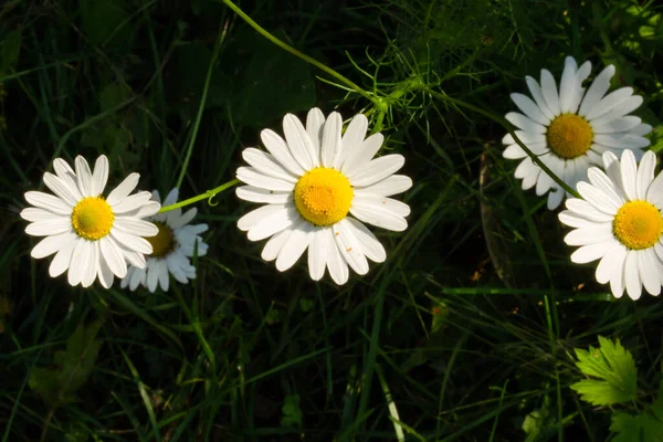 晴れた日のクローズアップでフィールド上の野生の白いカモミールの花。 — ストック写真