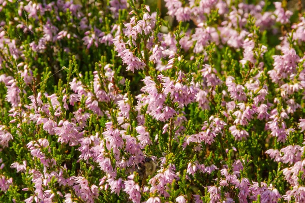 Flores de brezo lila en un día soleado. Fondo horizontal floral — Foto de Stock