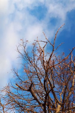 Yapraksız bir sonbahar ağacı dalları açık mavi gökyüzüne karşı. Sonbahar dallarının çerçevesi, dikey fotoğraf.