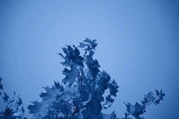 Осіннє Кленове Відділення Великими Листям Фотографія Тонована Класичному Синьому — стокове фото